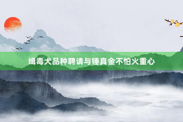 缉毒犬品种聘请与锤真金不怕火重心